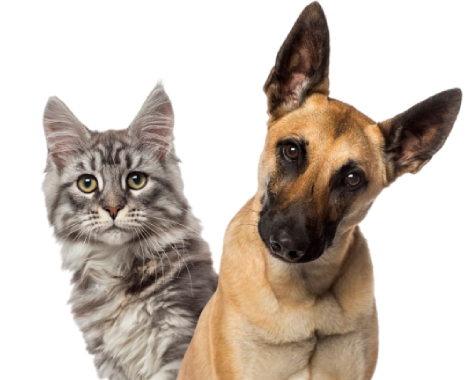 duo chien beige et chat gris de face