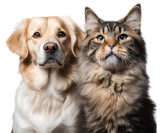 chien beige et chat gris marron poilus de face