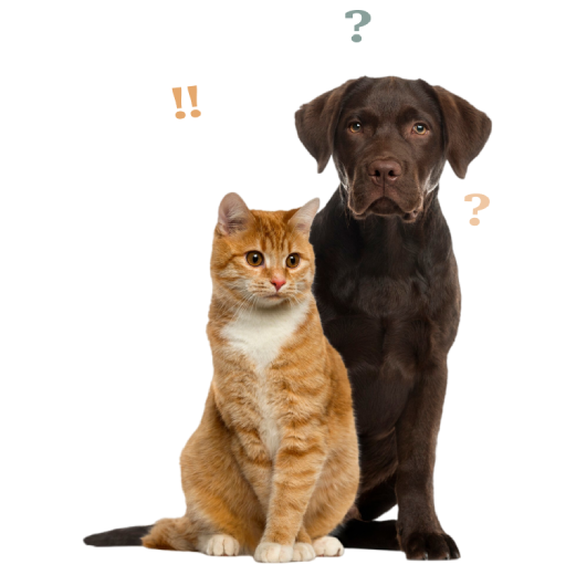 duo chat beige et chien noir de face