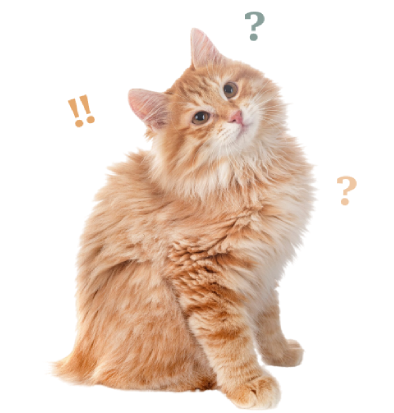 Chat blanc beige avec tete sur le coté