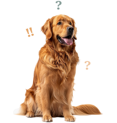 Golden retriever marron beige avec langue tiré