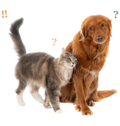 Chat calin et chien avec air interrogateur