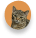 icon mobile chat fond orange