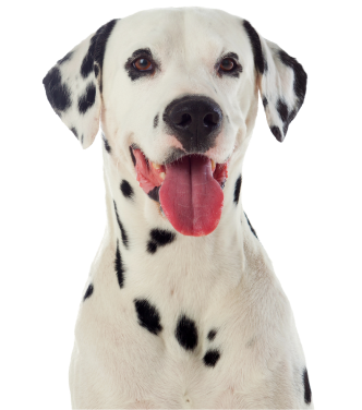 Dalmatien langue tiré de face