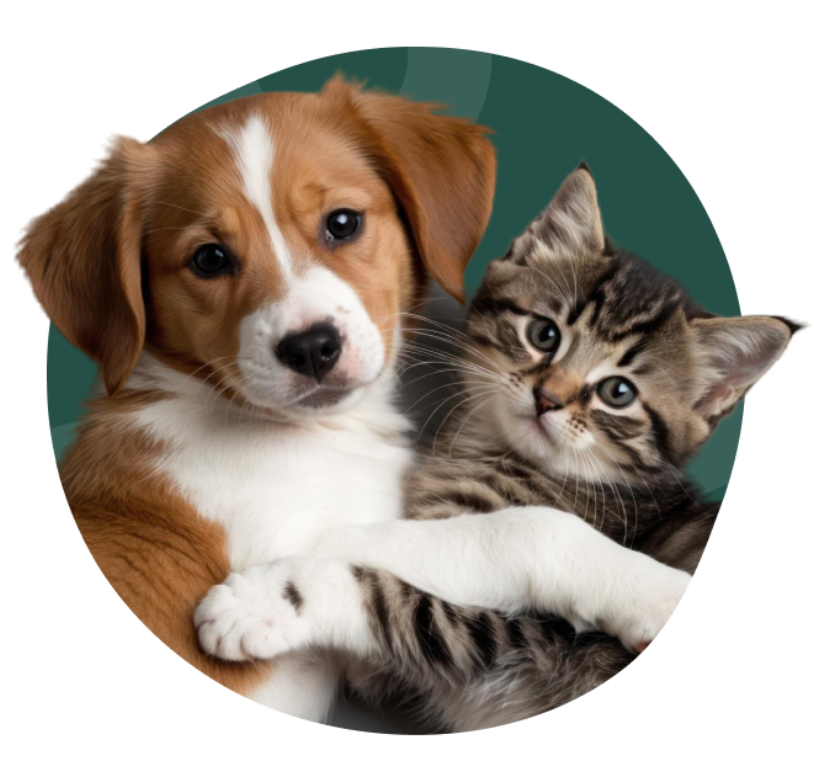 Chiot et chaton se calinant