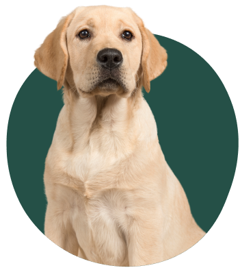 Golden retriever beige avec fier allure