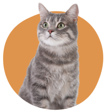 Chat gris assis qui regarde ailleurs dur fond orange rond