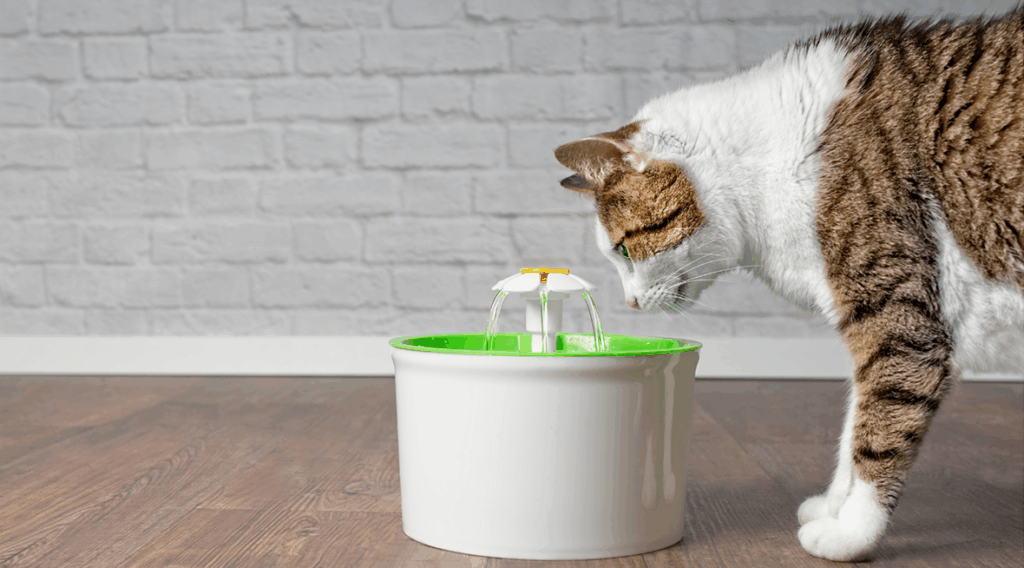 Top 10 accessoires indispensables pour chien et chat à la rentrée