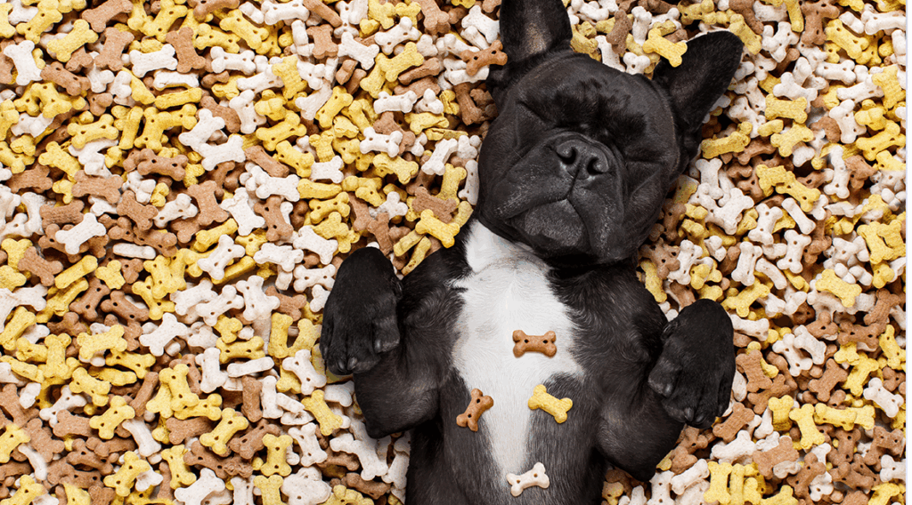 Les friandises pour chien : bien choisir pour la santé de votre compagnon