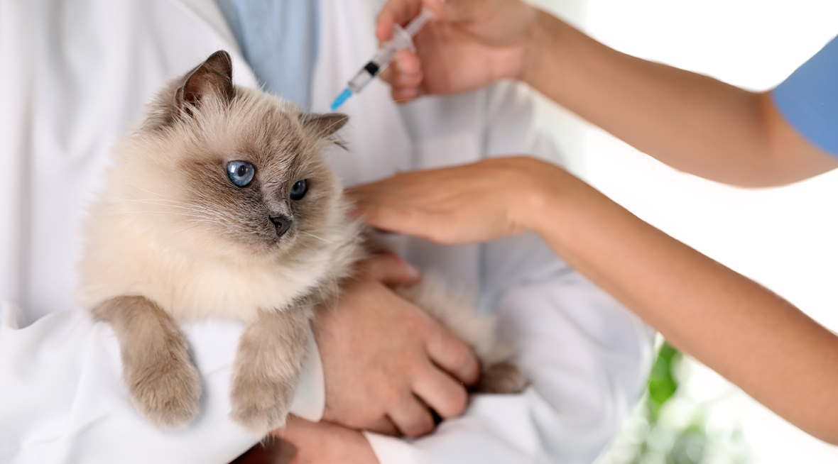 chat qui se fait vacciné