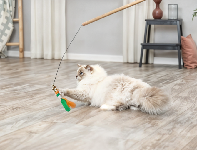Chat qui joue avec canne à pêche maison