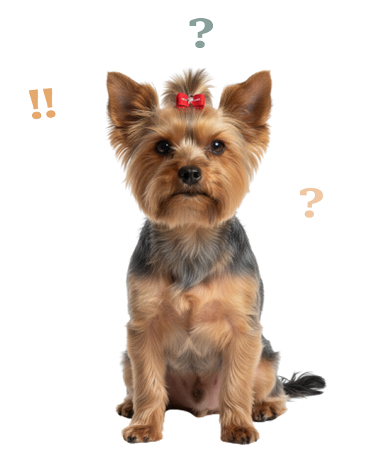 Chien de race Yorkshire Terrier assis, coiffé d'un nœud rouge sur la tête, avec des symboles d'interrogation et d'exclamation autour de lui.