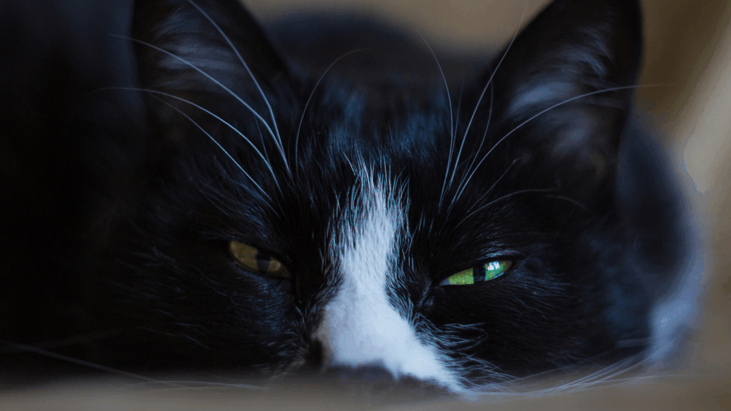 Décrypter le comportement du chat : le guide complet pour une vie harmonieuse et sereine