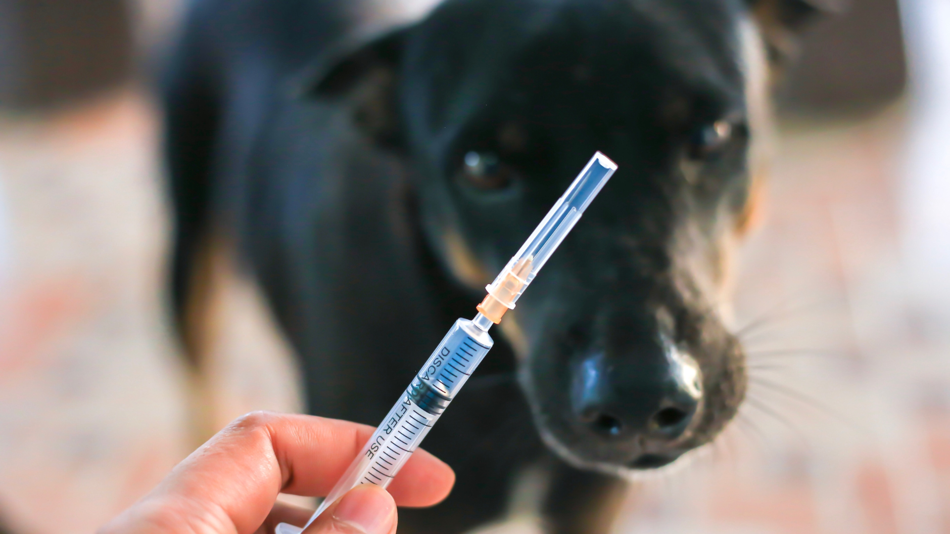 vaccin pour chien
