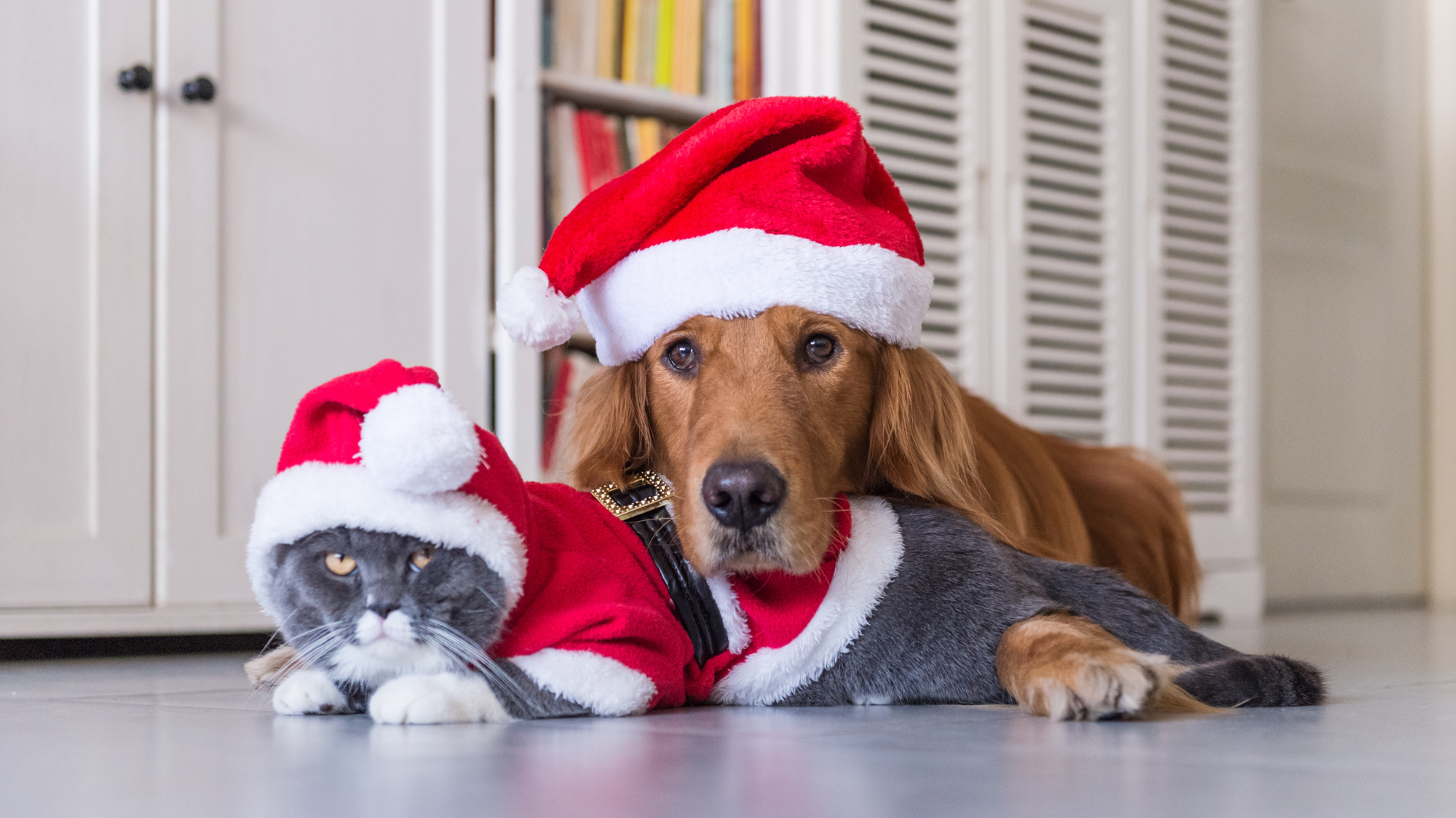 Noël chat et chien : comment passer des fêtes sans danger pour vos animaux ?