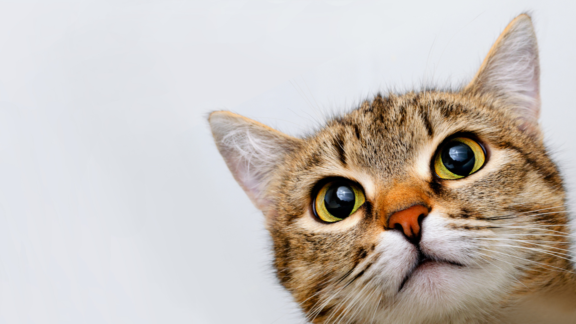 L’allergie au chat : peut-on devenir allergique “du jour au lendemain” ?