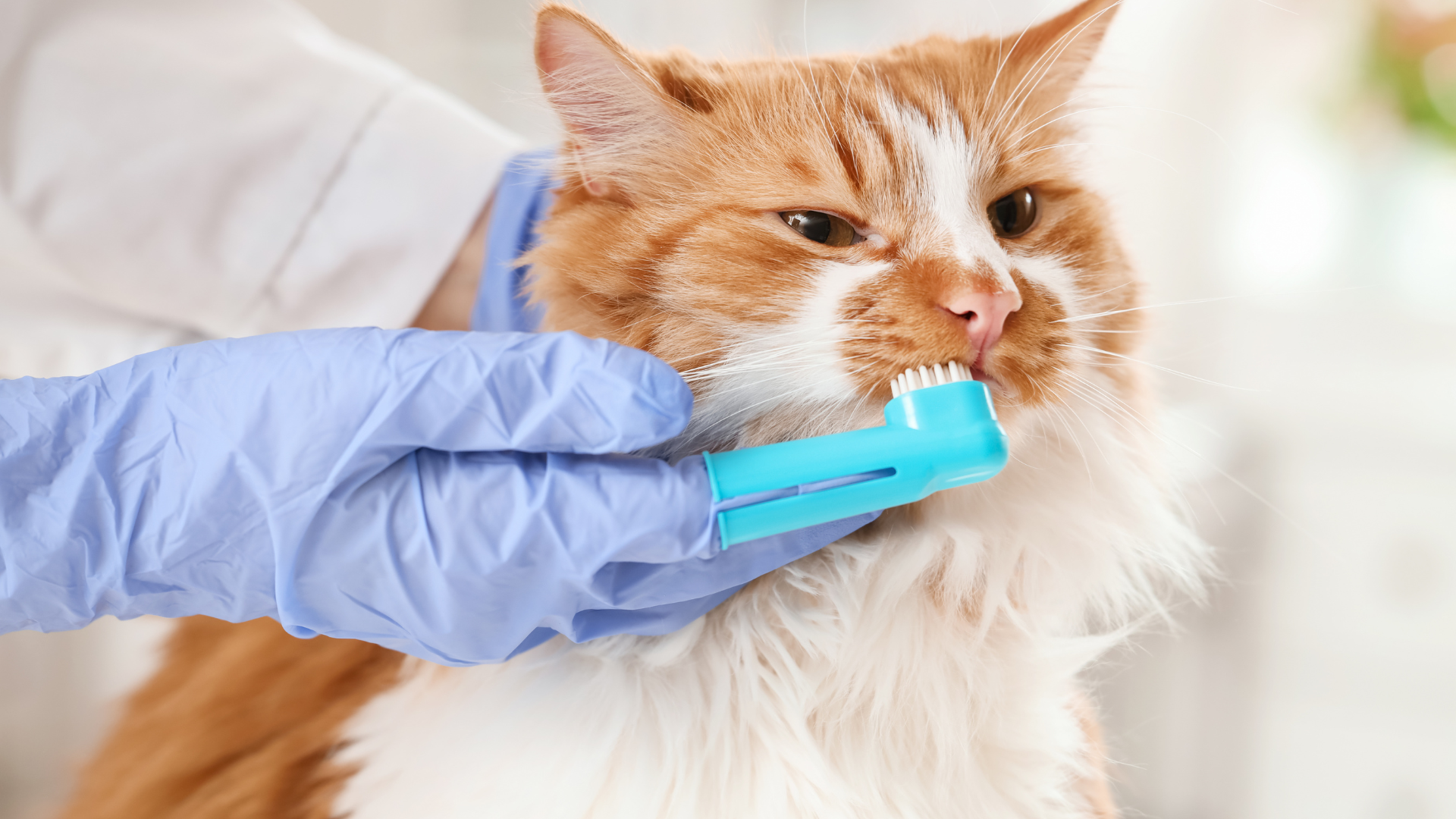 Gingivite du chat : comment prévenir et soigner l’inflammation des gencives