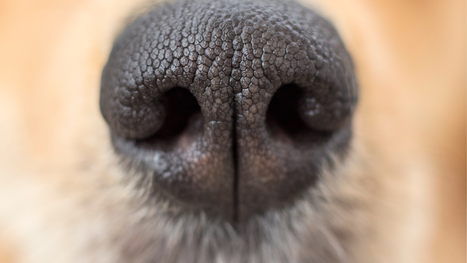 La truffe du chien : un organe sensoriel d&rsquo;une puissance exceptionnelle