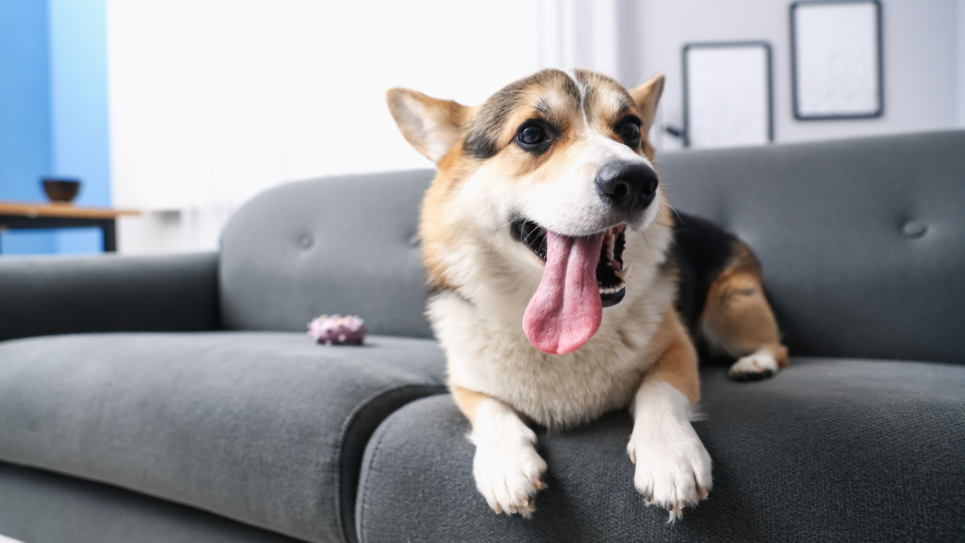 Castration chirurgicale du chien mâle : faut-il encore la recommander systématiquement ?