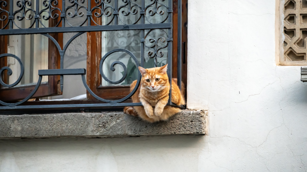 Top 10 des races de chats en 2025