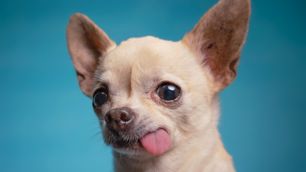 Le Chihuahua : Plus qu’une icône de la mode