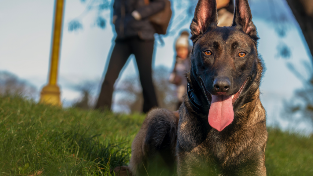 Berger Belge Malinois : tout savoir sur cette race de chien exceptionnelle