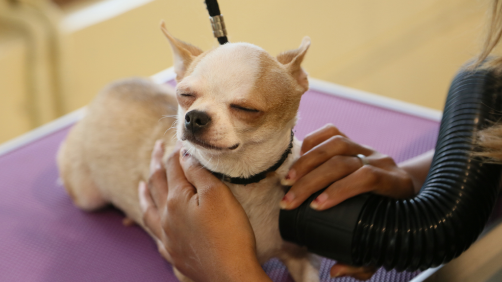 Le Chihuahua : Plus qu’une icône de la mode