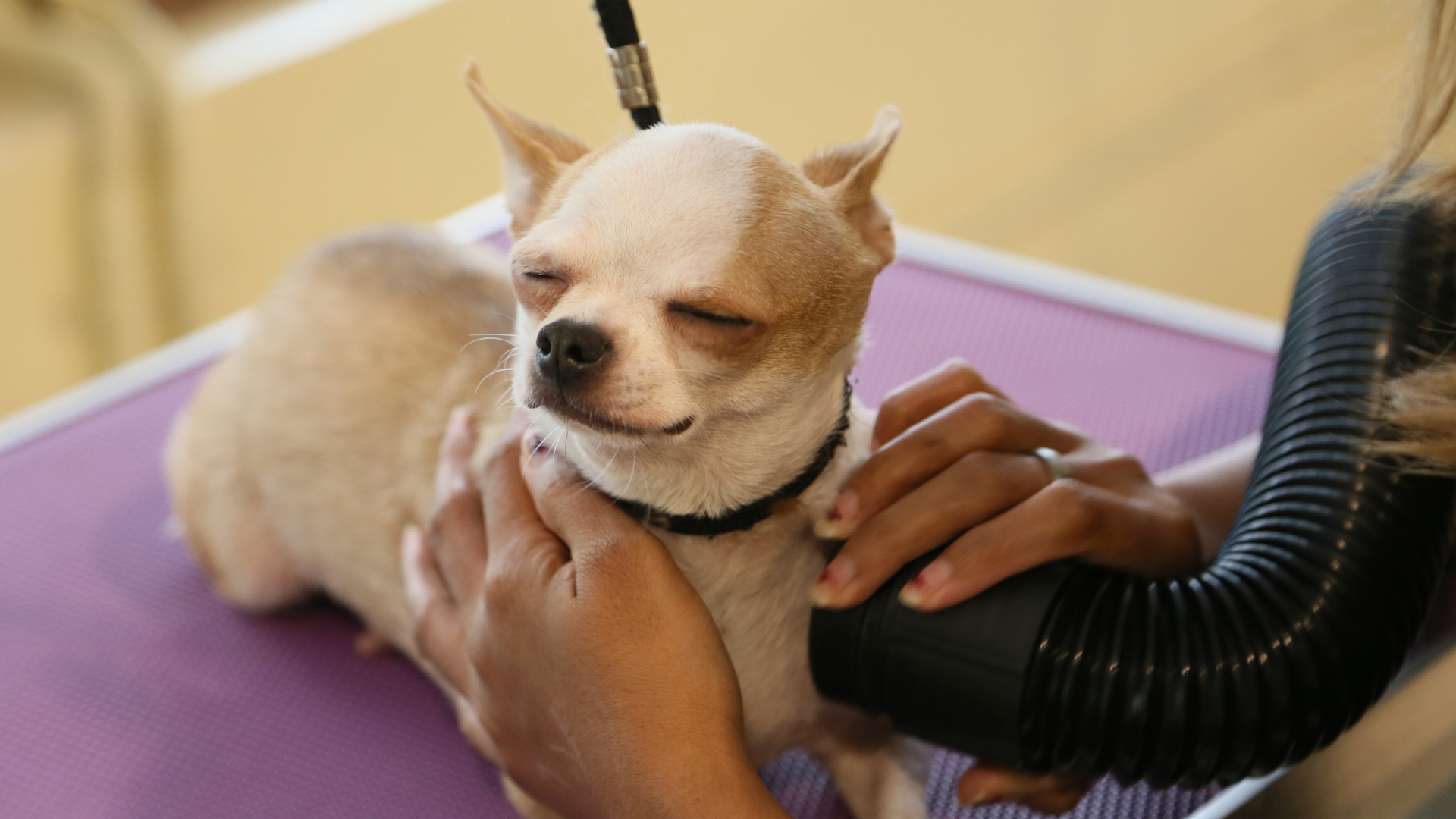 Le Chihuahua : Plus qu’une icône de la mode