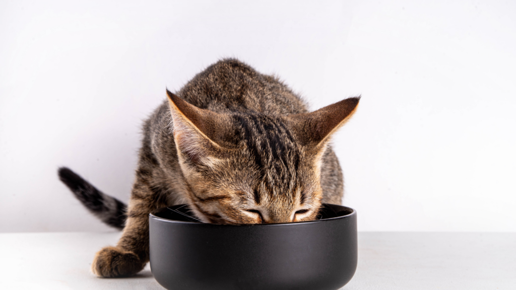 Alimentation du chat : croquettes, pâtée ou bi-nutrition, que choisir pour sa santé ?