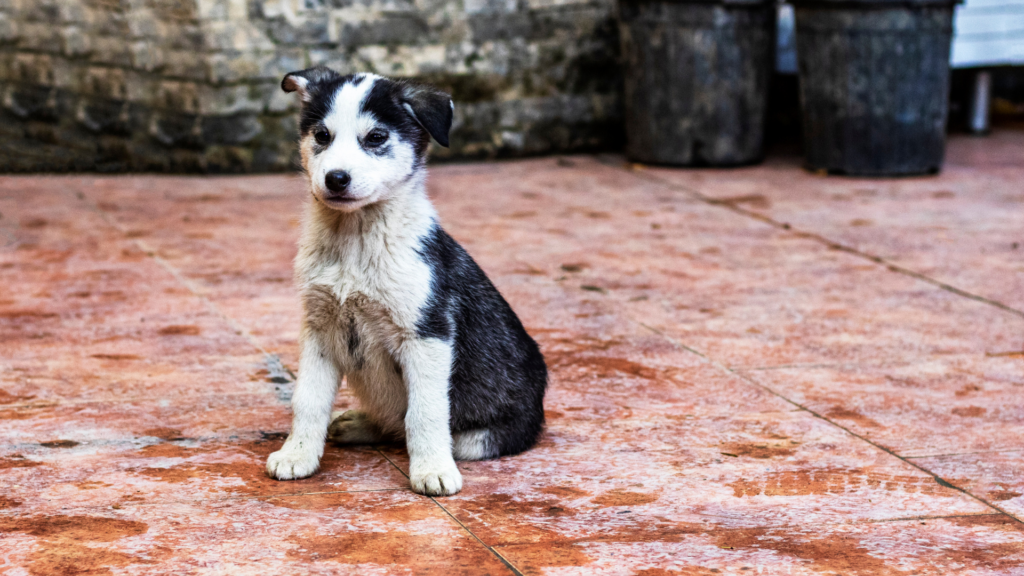 Leptospirose du chien : symptômes, transmission et prévention médicale