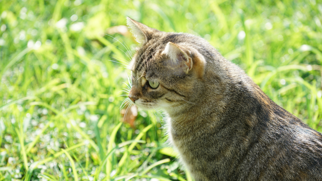 Le chat européen : Le guide expert du chat préféré des foyers