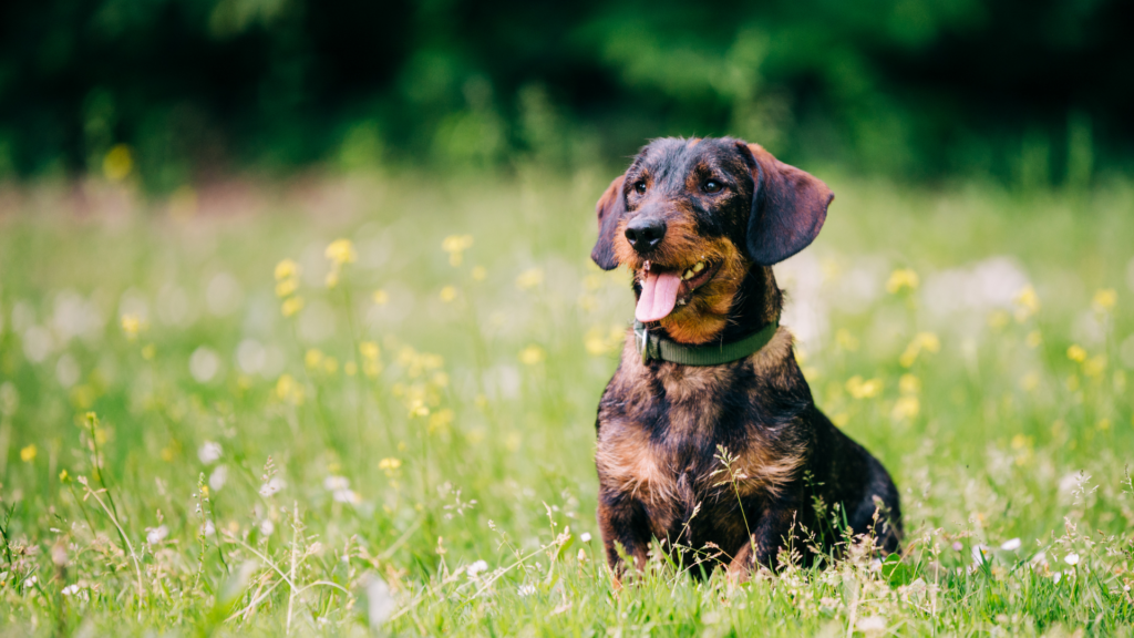 La Piroplasmose du chien : symptômes, transmission, traitement et prévention efficace