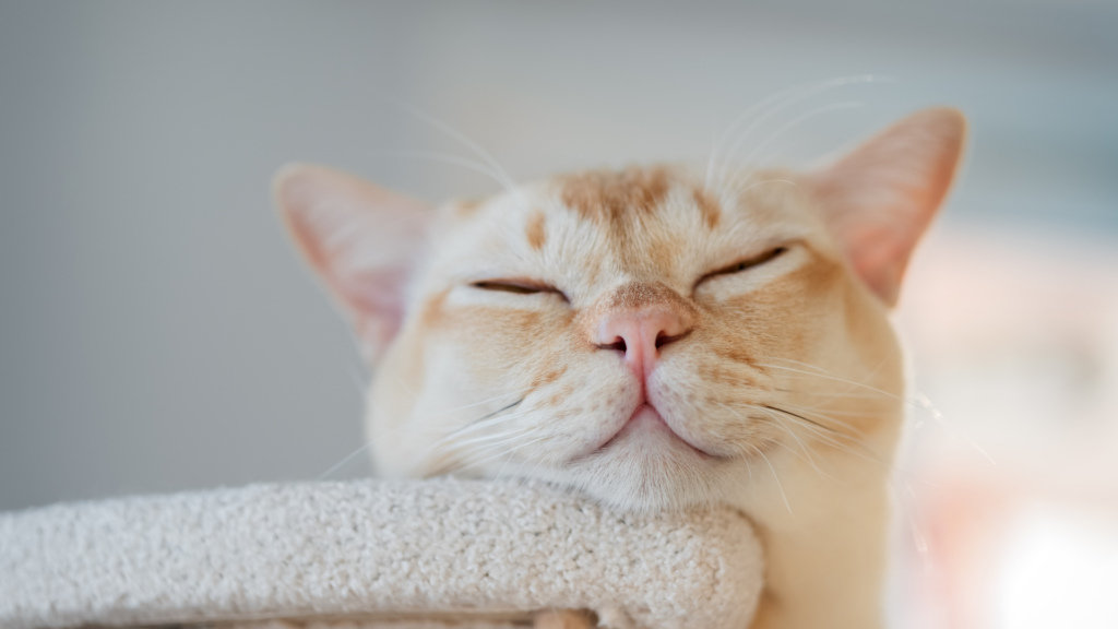 Vermifuge chat : quand, pourquoi et comment vermifuger efficacement votre félin