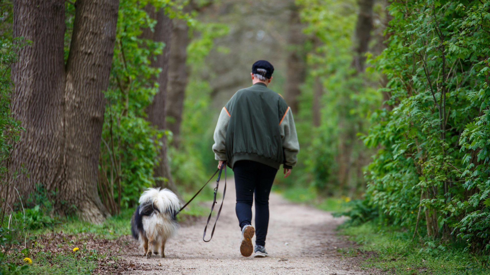 Chiens en forêt : ce qui change dès le 15 avril 2026