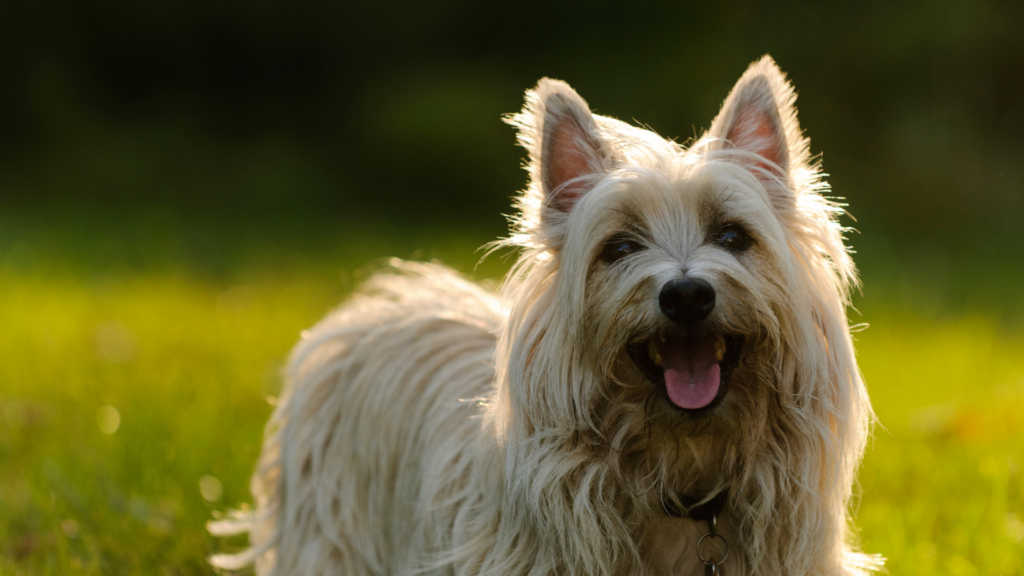 Cairn Terrier : vivre avec ce chien au caractère bien trempé