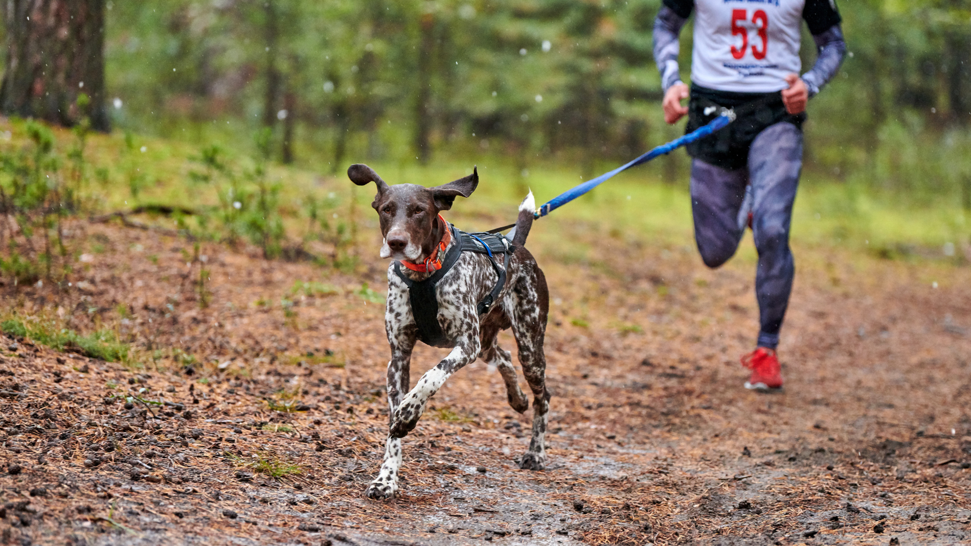 Canicross : guide pour courir avec son chien en sécurité