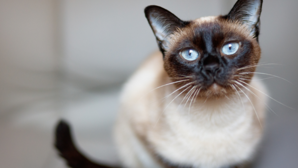 Siamois : le guide sur ce chat au caractère unique