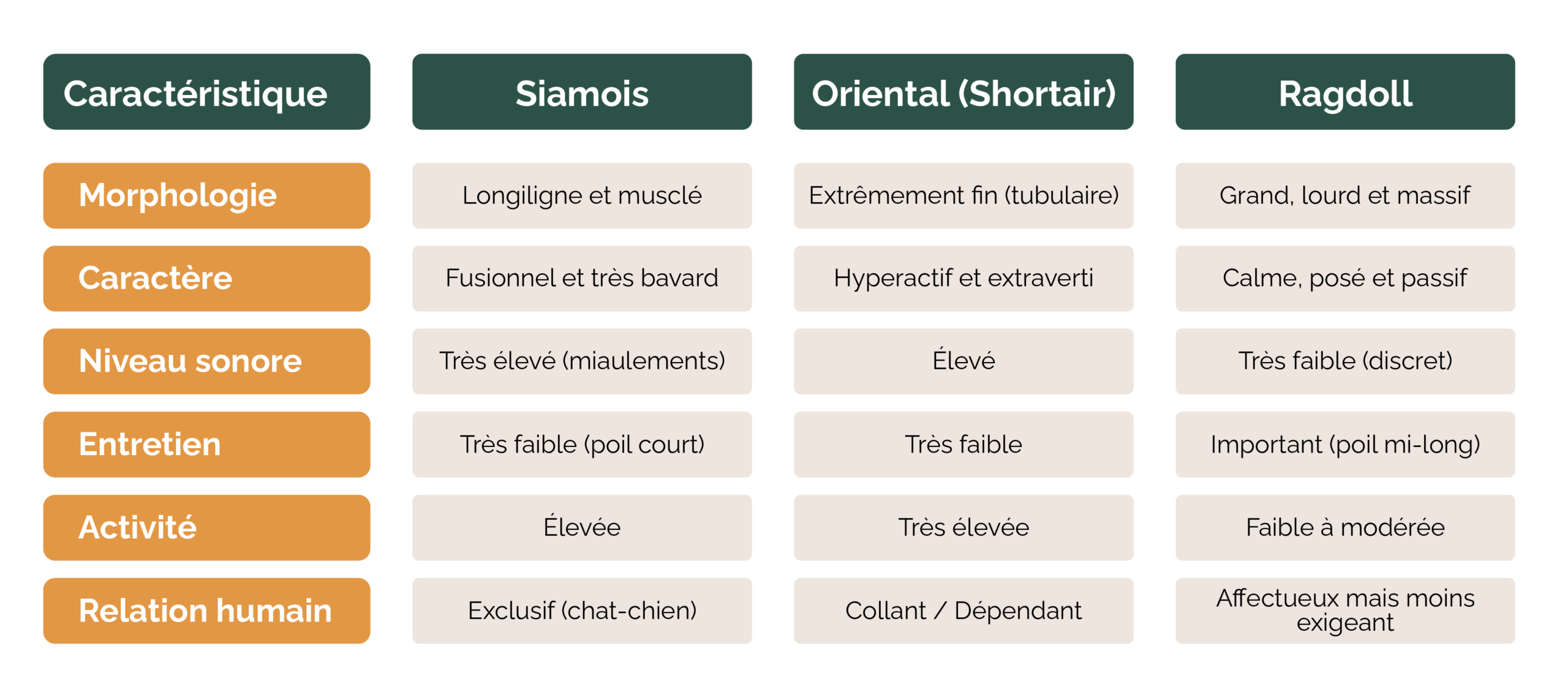Tableau comparatif entre siamois, oriental shorthair et ragdoll