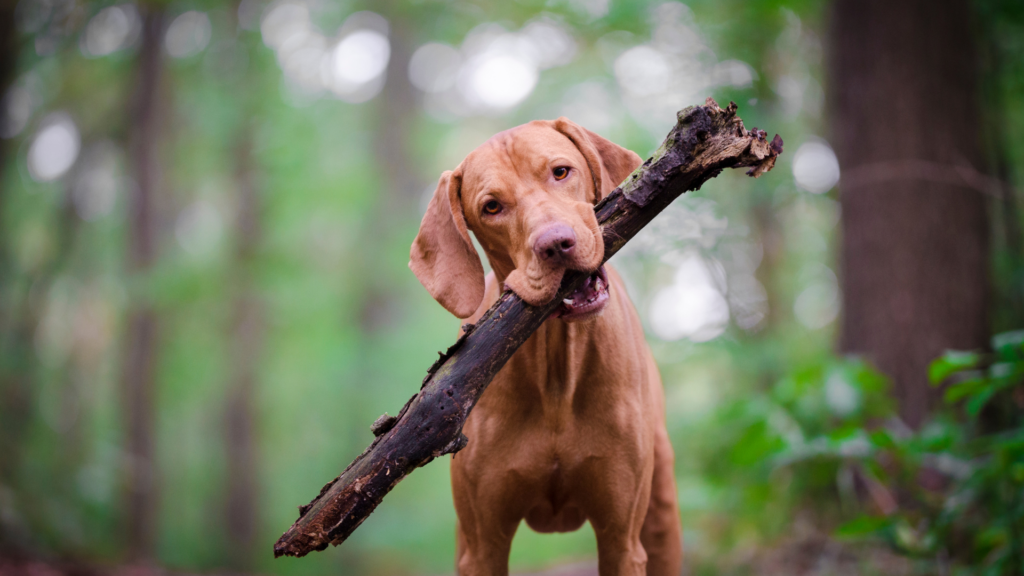 Vermifuge pour chien : comment le protéger efficacement