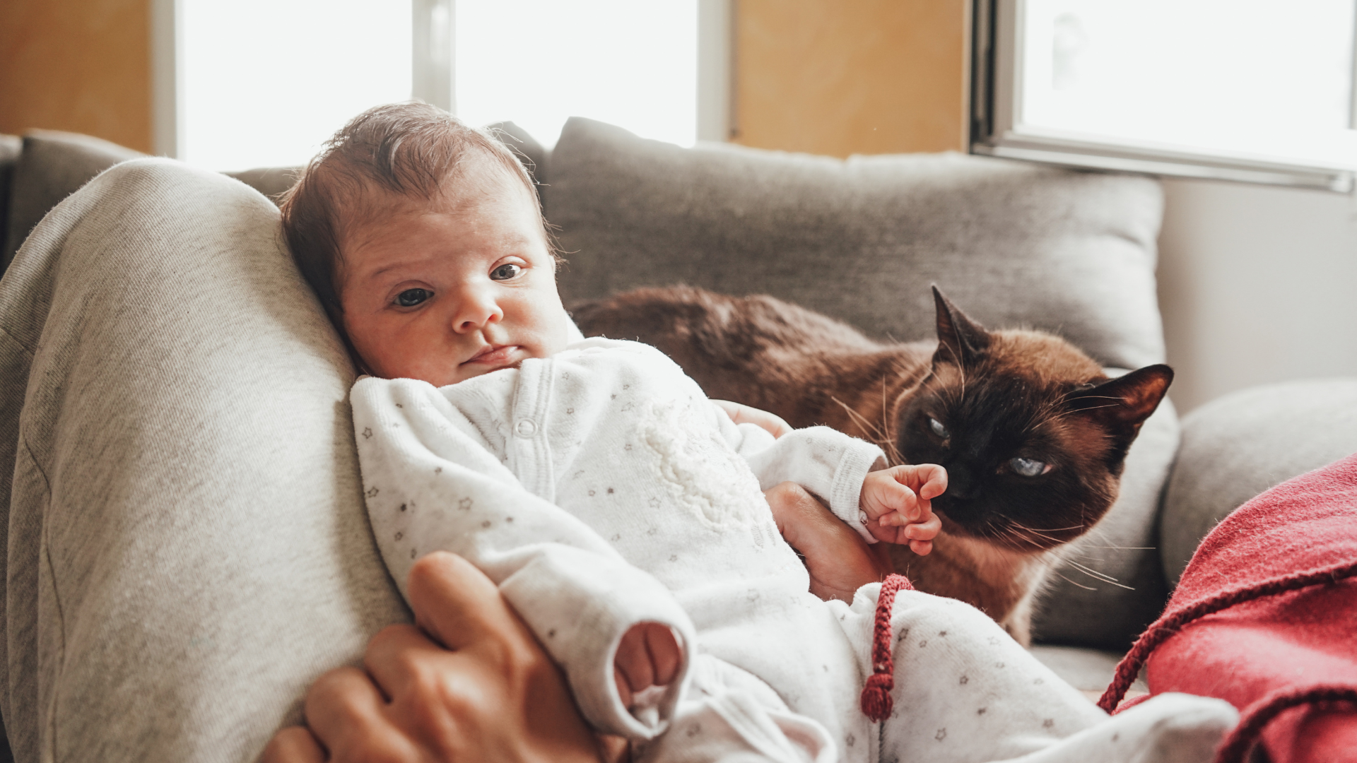 Le chat et le nouveau-né : comment établir le premier contact