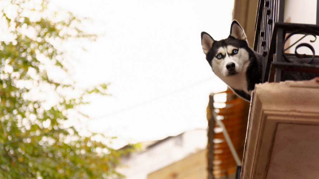 Chien en appartement : risques, dangers et solutions sécurité