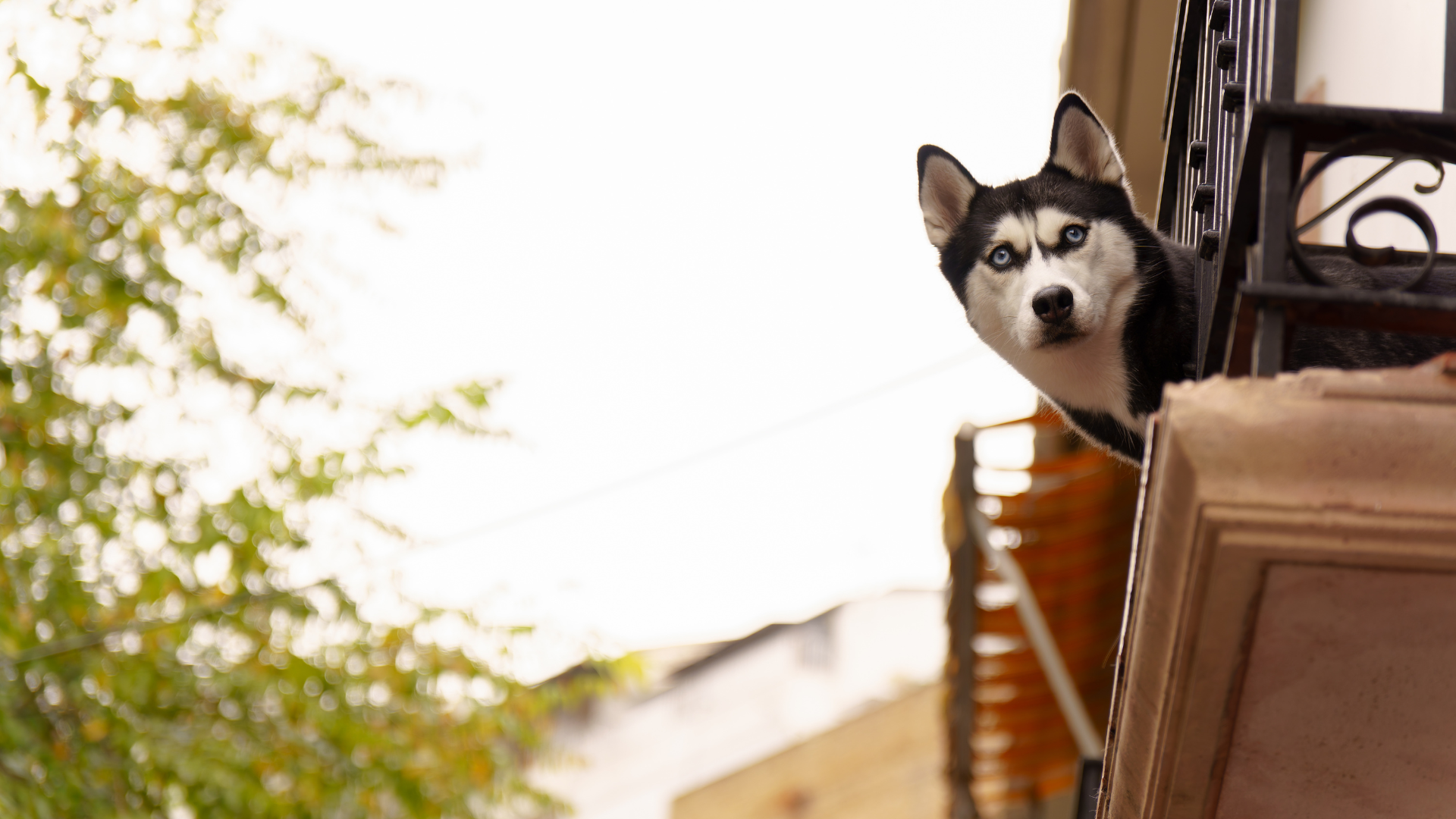 Chien en appartement : risques, dangers et solutions sécurité