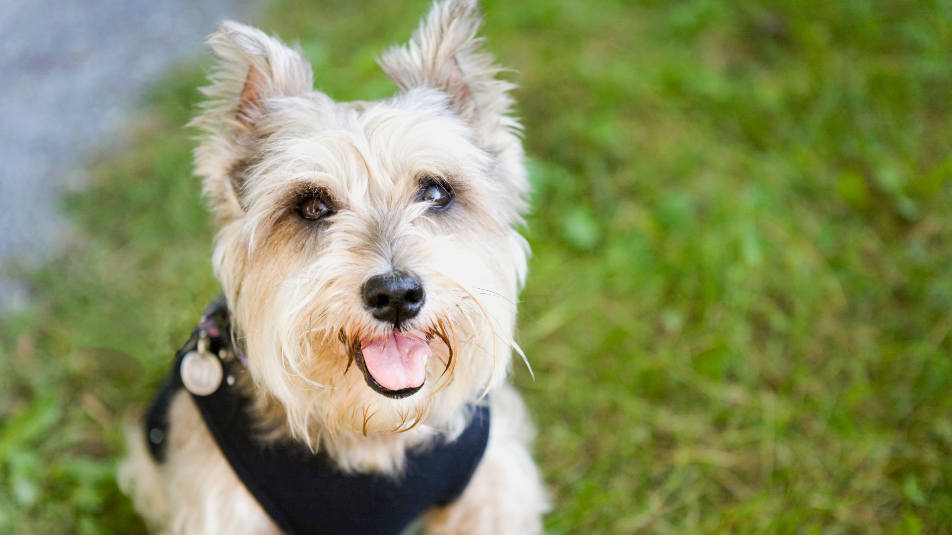 Cairn Terrier : vivre avec ce chien au caractère bien trempé