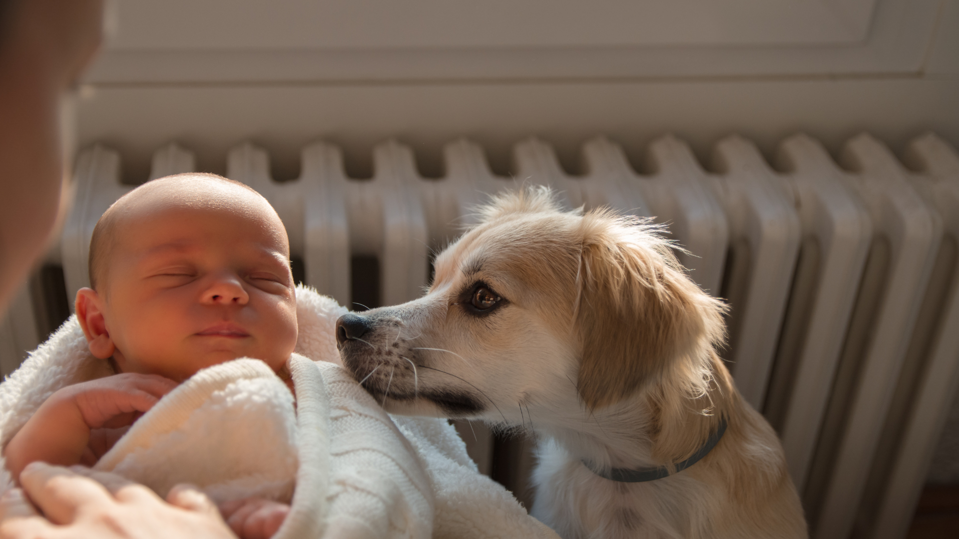 Chien et nouveau-né : le guide pour réussir la première rencontre