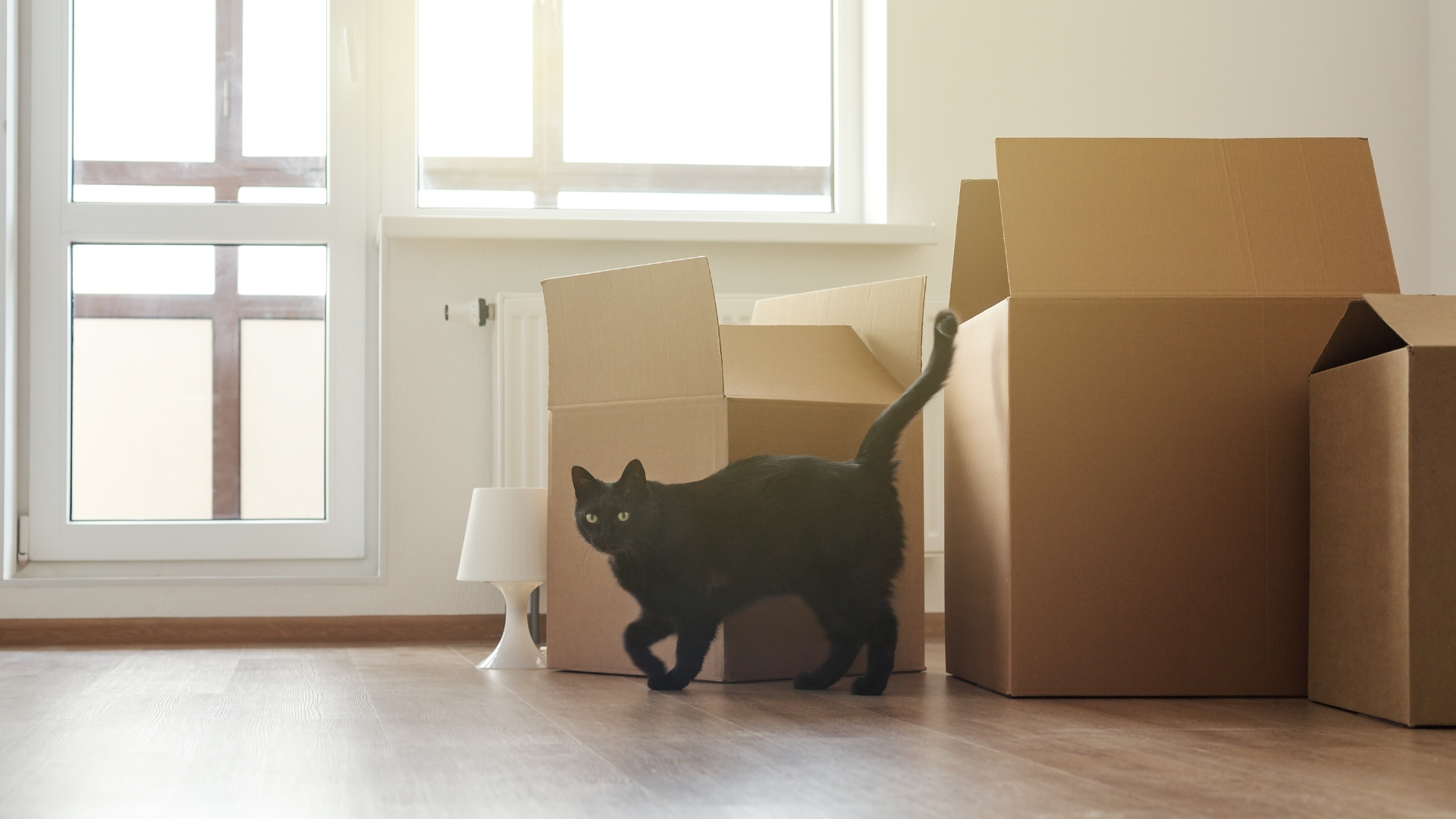 Déménager avec un chat : conseils pratiques pour une transition sereine