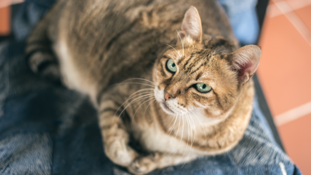 L’obésité du chat : le guide vétérinaire pour prévenir et traiter le surpoids