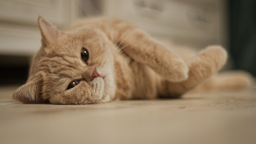 Chat en appartement : comment faire pour qu’il soit épanoui ?