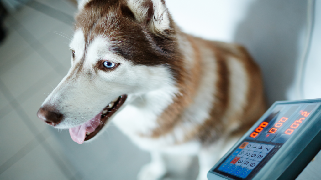 Faire maigrir son chien : les erreurs à ne pas commettre