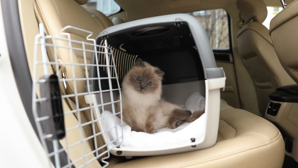 Le transport du chat en voiture : ce qu&rsquo;il faut savoir