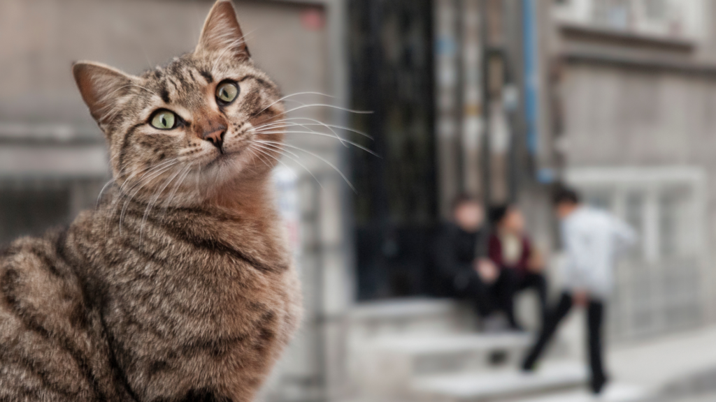 Le chat urbain et le chat de campagne : des risques différents